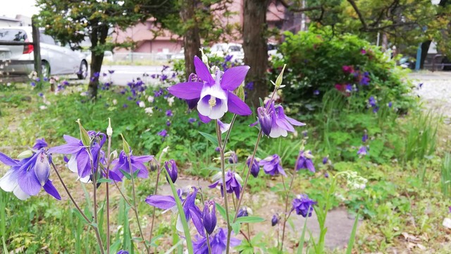 IMG_20190514_084651.jpg