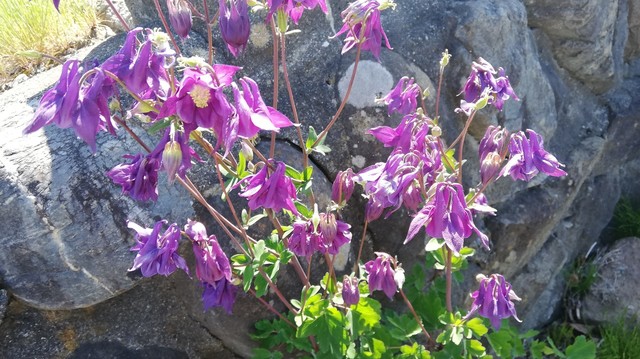 IMG_20190520_083058.jpg