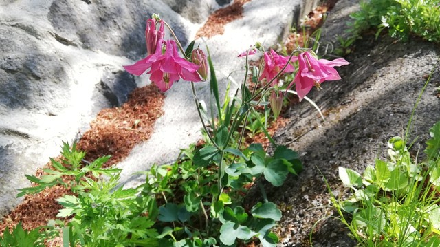 IMG_20190520_083901.jpg