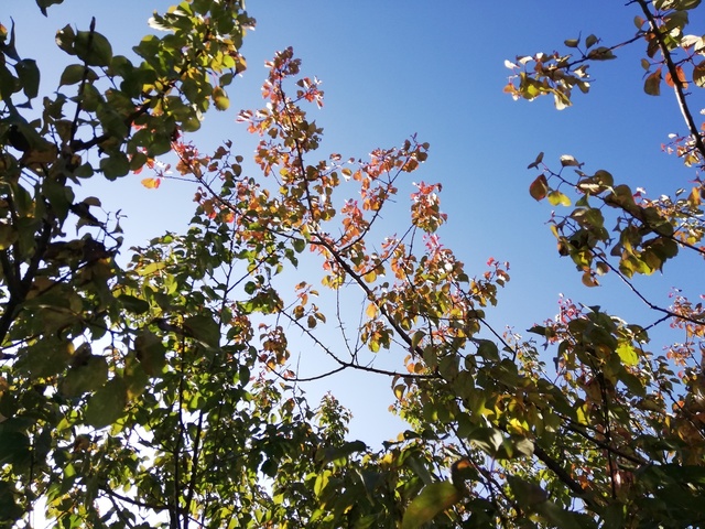 IMG_20191101_082934.jpg