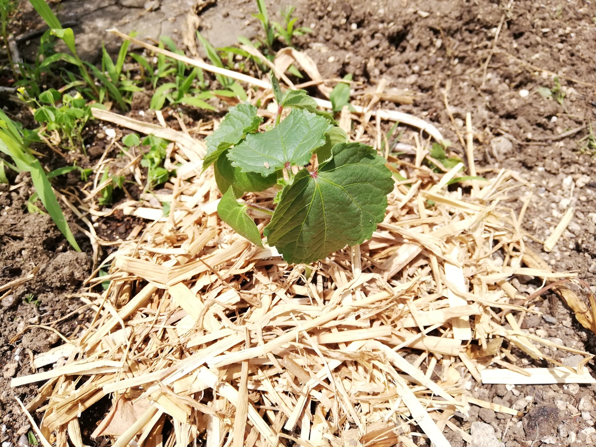 花盛りパクチーの横にオクラの苗を植え ニンニクの収穫も 宇宙でひとりぼっち