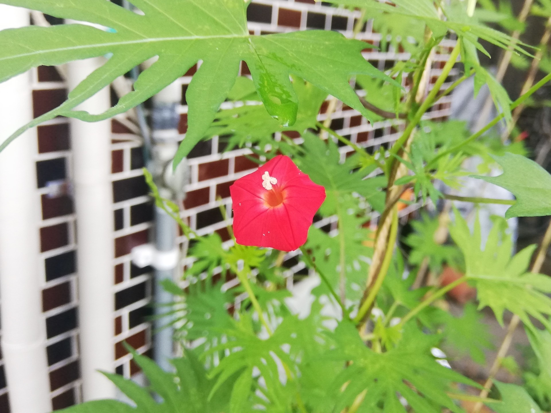 ヘブンリーブルーだと思っていた朝顔の花が咲いたら 宇宙でひとりぼっち