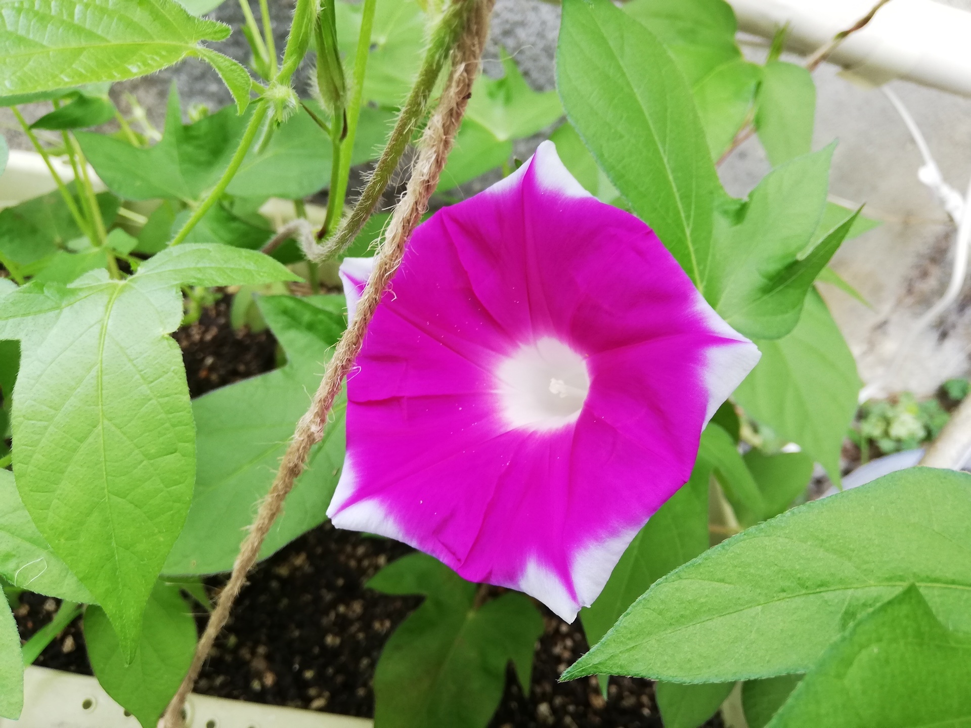 ヘブンリーブルーだと思っていた朝顔の花が咲いたら 宇宙でひとりぼっち