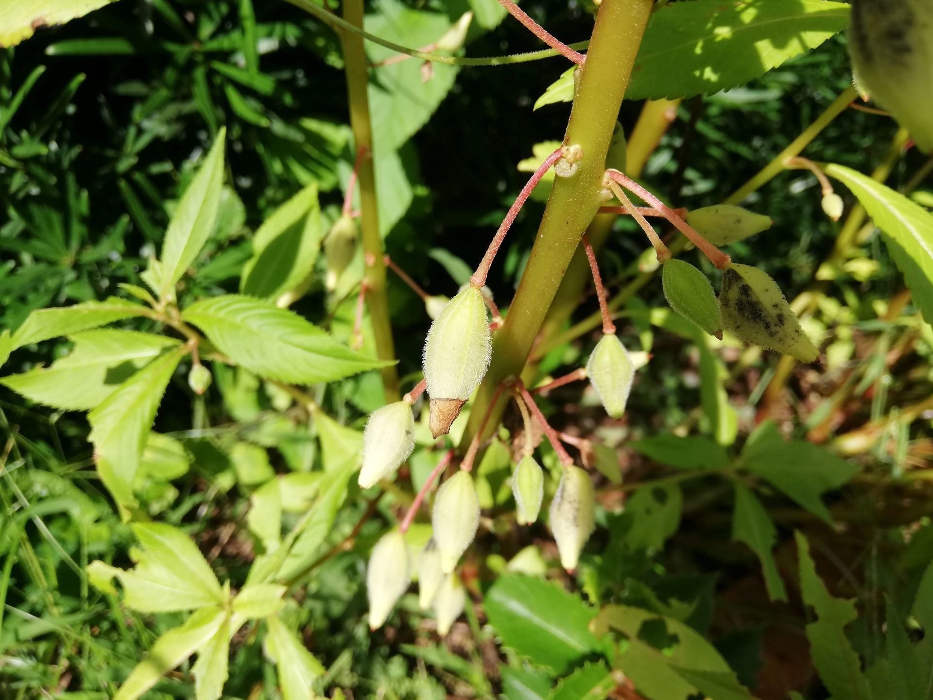 ホウセンカの不思議と白いユリの花 宇宙でひとりぼっち