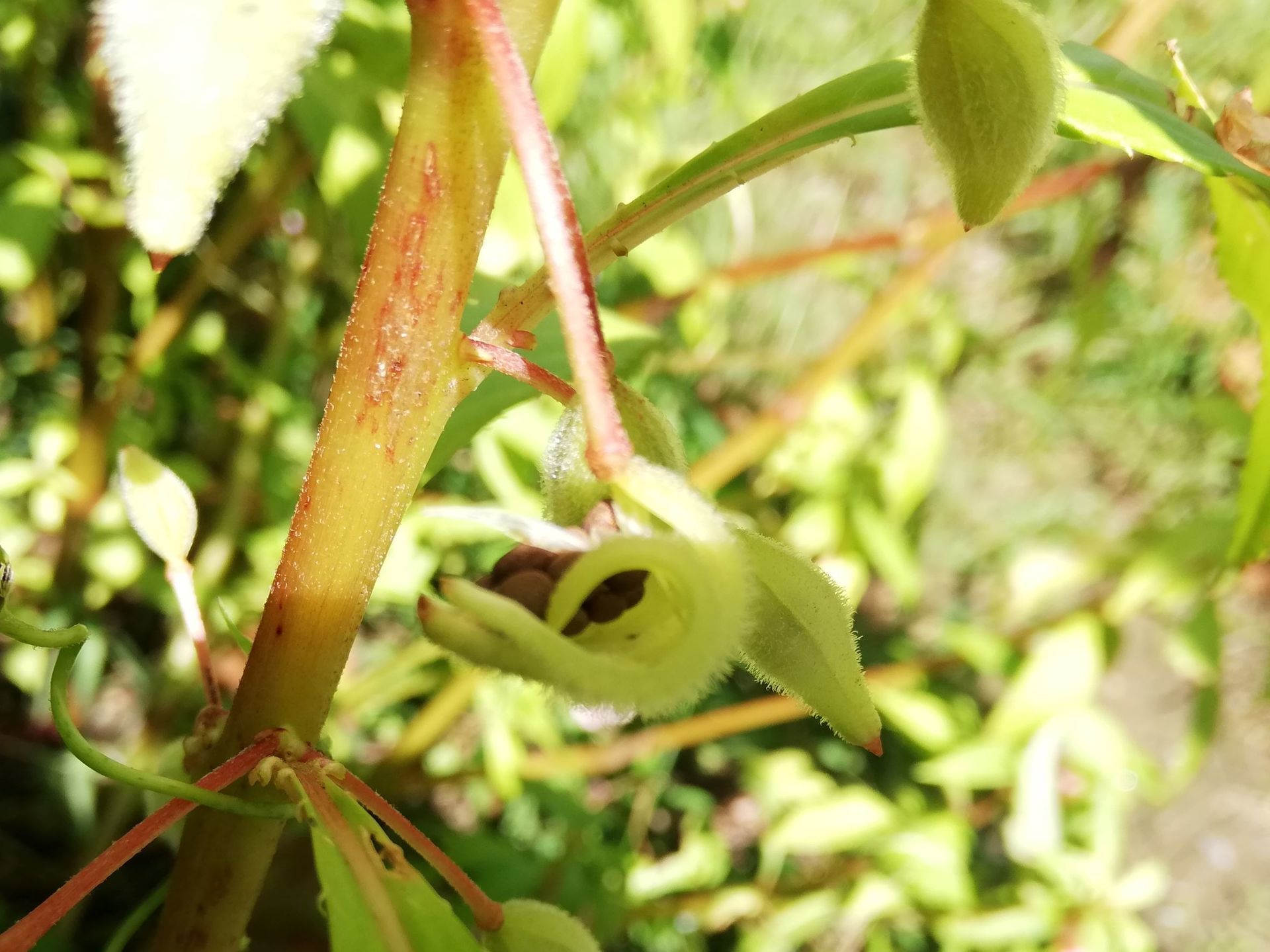 ホウセンカの不思議と白いユリの花 宇宙でひとりぼっち