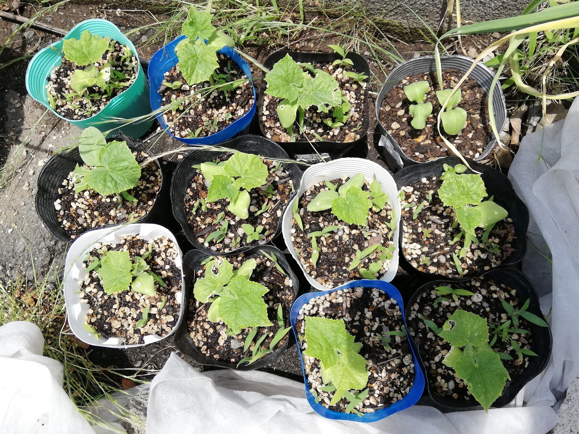 花盛りパクチーの横にオクラの苗を植え ニンニクの収穫も 宇宙でひとりぼっち